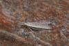 Pleurota ericella